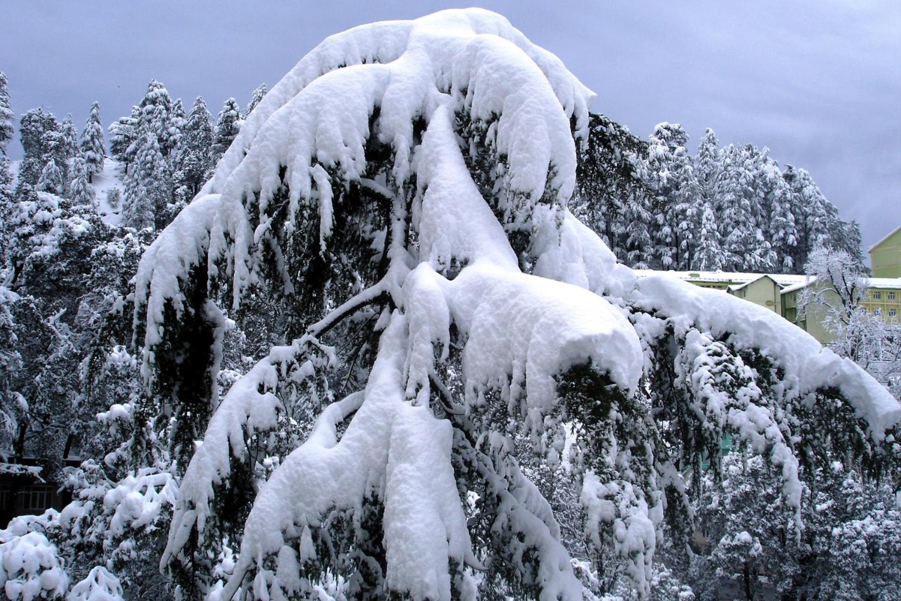 Mountain And Peace Διαμέρισμα Σίμλα Εξωτερικό φωτογραφία